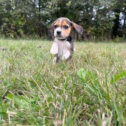 Charcoal - Black white and tan male Beagle puppy in St. Cloud, Minnesota from Beagle Blessings