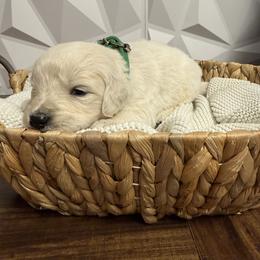 Green - Light golden male Golden Retriever puppy in Radcliff, Kentucky from It’s A Golden Life
