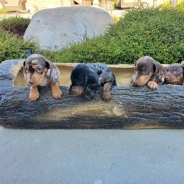 Dachshund Puppies from Over The Moon Dachshunds