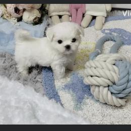 Maltese and Yorkshire Terrier Puppies from tatortot pup