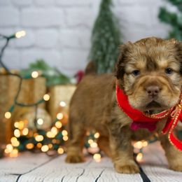 Chinese Shar-Pei and Companion Cross Puppies from Mini Hippo Land