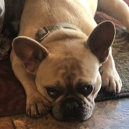 Phoebe  - French Bulldog