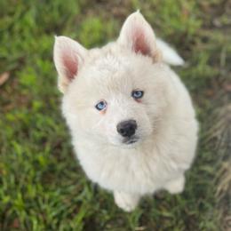Beignet - White male Pomsky puppy in Krum, Texas from Paw-Some Pomskies