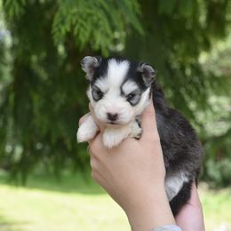 Daisy - Black and white female Pomsky puppy in Coos Bay, Oregon from Precious Pomskies