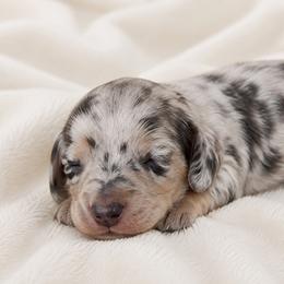 Dachshund puppies from Dachshundsnextdoor
