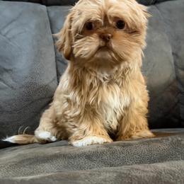 Oakley - Gold and white female Shih Tzu puppy in Running Springs, California from Amanda's Shih Tzus