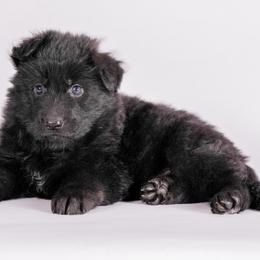 Black Collar - Black male German Shepherd puppy in Plumas Lake, California from Zwinger Vom Greifjäger