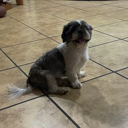 Marsh - Shih Tzu