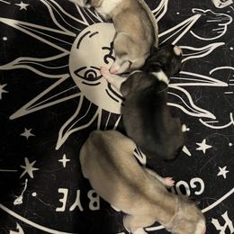 Siberian Husky Puppies from Vixen Siberians