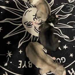 Siberian Husky Puppies from Vixen Siberians