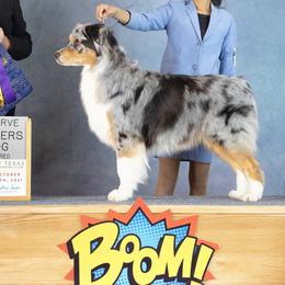 Australian Shepherds from Blossom Hill Aussies