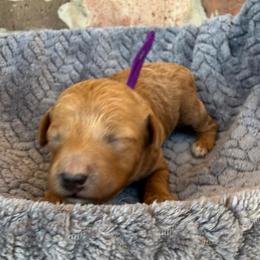 Purple collar - Red  female Poodle puppy in Huntsville, Alabama from Flint River Poodles