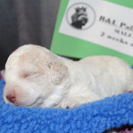 Lagotto Romagnolo Puppies from Royal and Loyal Lagotto Romagnolo