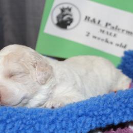 Lagotto Romagnolo Puppies from Royal and Loyal Lagotto Romagnolo