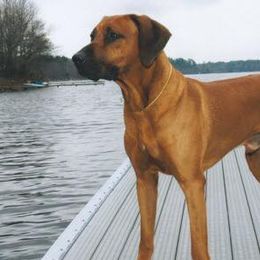 Rhodesian Ridgebacks from Adwera Rhodesian Ridgebacks