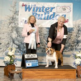 Kimes - Bulldog
