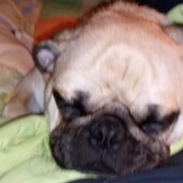 Pugs from Marsha's Pugs