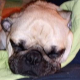 Pugs from Marsha's Pugs