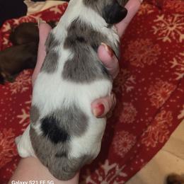 Chewy - Dapple male Dachshund puppy in Antlers, Oklahoma from MoMo's Dachshunds