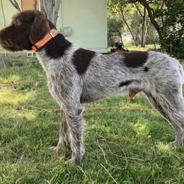 Goose - Wirehaired Pointing Griffon