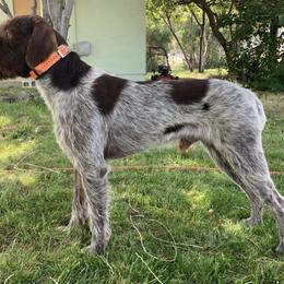 Goose - Wirehaired Pointing Griffon