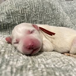 Orange - White female Great Pyrenees puppy in Bloomington, Illinois from Odyssey Great Pyrenees