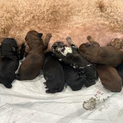Boy 3 - Brown male Whoodle puppy in Pima, Arizona from Schmidt's K9s