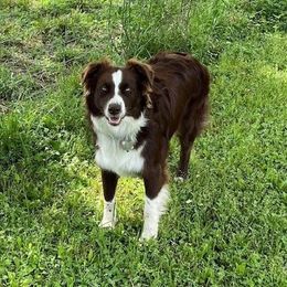 Australian Shepherd All Grown Up from TX Wild Heart Aussies