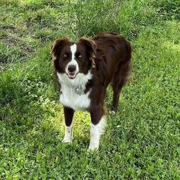 Australian Shepherd All Grown Up from TX Wild Heart Aussies