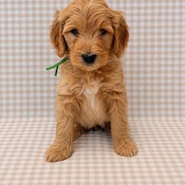 Jack - Apricot male Goldendoodle puppy in La Porte, Texas from B+C Doodles
