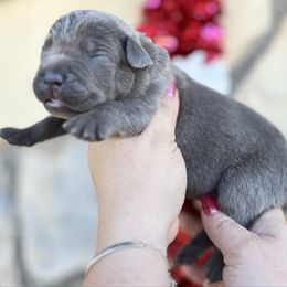 Porky-orange - Blue male Companion Cross puppy in Calimesa, California from BoujeePoodlesofsocal