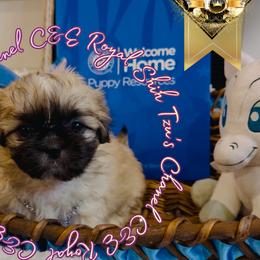 Chihuahua and Shih Tzu Puppies from C&E Royal Shih Tzu