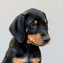 Green Collar - Black and rust male Doberman Pinscher puppy in Austin, Texas from Tycho's Dobermans