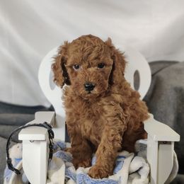 Chili: OFA and CHIC parents - Red  male Poodle puppy in Westfield, North Carolina from Legacy Pets