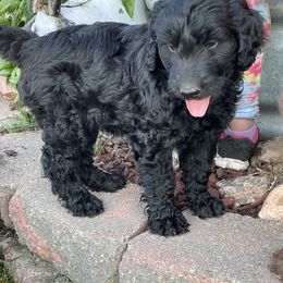 Labradoodle and Poodle Puppies from Top Knot Companions Poodles and Labradoodles