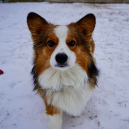 Mav - Pembroke Welsh Corgi
