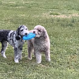 Aussiedoodle and Poodle Puppies from Sassy Poodle’s & Doodle’s
