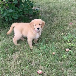 Golden Retriever Puppies from Lake Champlain Goldens