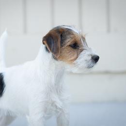 Bodacious - Tri-color male Jack Russell Terrier puppy in Yakima County, Washington from Saddle Rock Kennels