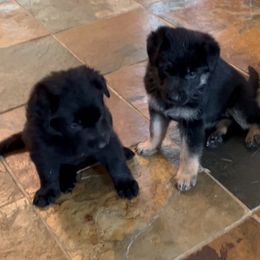 German Shepherd Puppies from Antler Ranch German Shepherd Dogs