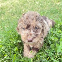 Love - female Golden Mountain Doodle puppy in Rome, Georgia from Victoria’s Designer Doodles