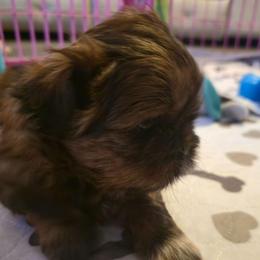 Hanna - Brindle female Shih Tzu puppy in Filer, Idaho from Shih Tzu Kennels