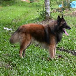 Belgian Tervuren from Baulerschmidt Belgians