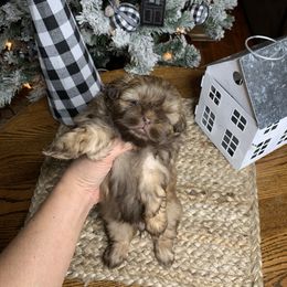 Shih Tzu Puppies from Socal Mother Of Shih Tzus