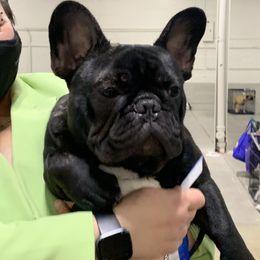 French Bulldog Puppies from Yukon Golden Retrievers and French Bulldogs