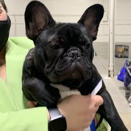 French Bulldog Puppies from Yukon Golden Retrievers and French Bulldogs