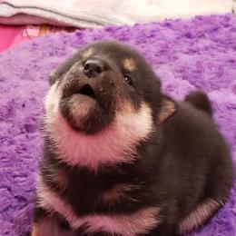 Shiba Inu Puppies from Avalon/Amaterasu-Omikami Sou