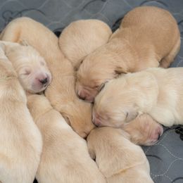 Boy 5 - Golden Retriever puppy in Franklin County, North Carolina from Cedar Bend Goldens