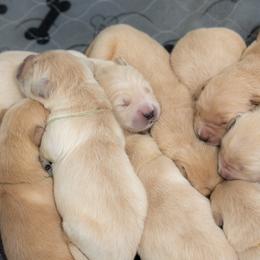 Boy 5 - Golden Retriever puppy in Franklin County, North Carolina from Cedar Bend Goldens