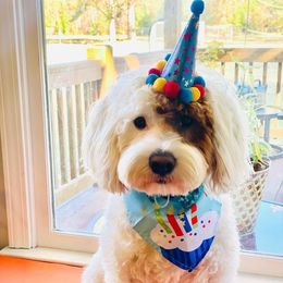 Watson  - Cavapoo